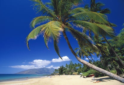 Giant palm tree on South Maui beach during sunny afternoon
